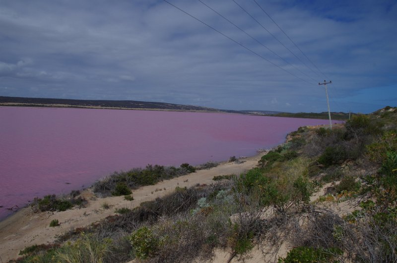 Australia12-164_tifj.jpg - Hutt Lagoon bei Prot Gregory - die Farbe komm von einer Alge, die Betakarotin produziert