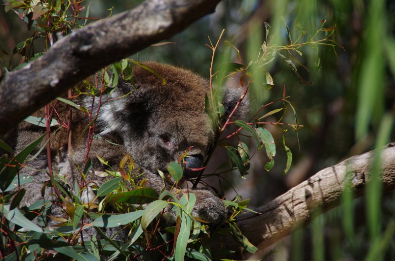 Australia12-174_tifj.jpg - Koala im Yanchep NP