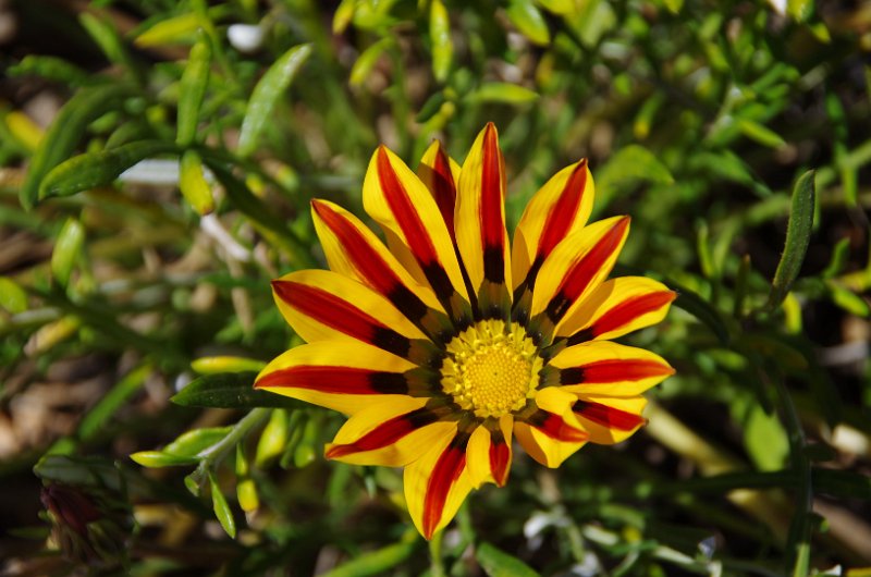 Australia12-190_tifj.jpg - Tresure flower (?)