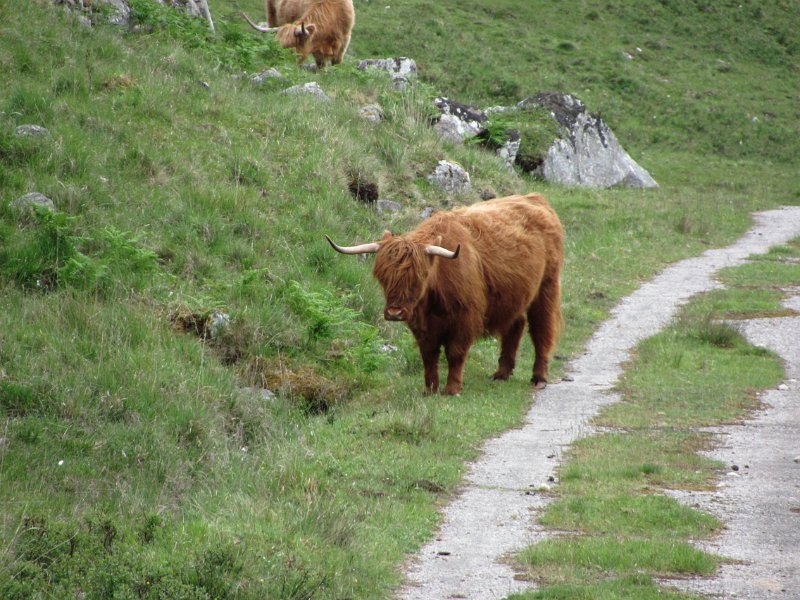IMG_0543.jpg - Highland cattle