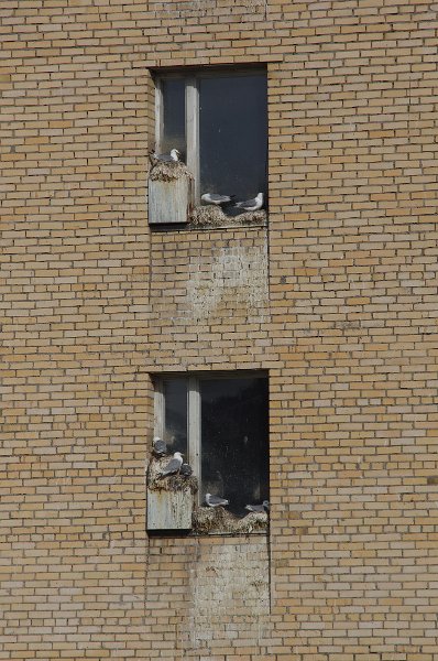 IMGP8428.jpg - Vögel benutzen Fenstersimse als sichgere Brutplätze